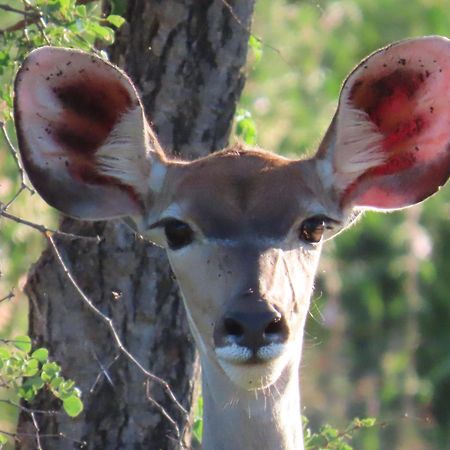 Naledi Bushlodge Balule Game Reserve Esterno foto