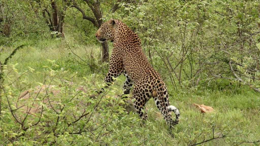 Naledi Bushlodge Balule Game Reserve Esterno foto