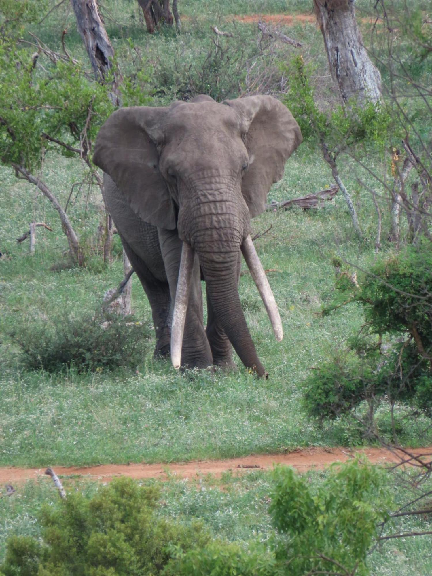 Naledi Bushlodge Balule Game Reserve Esterno foto