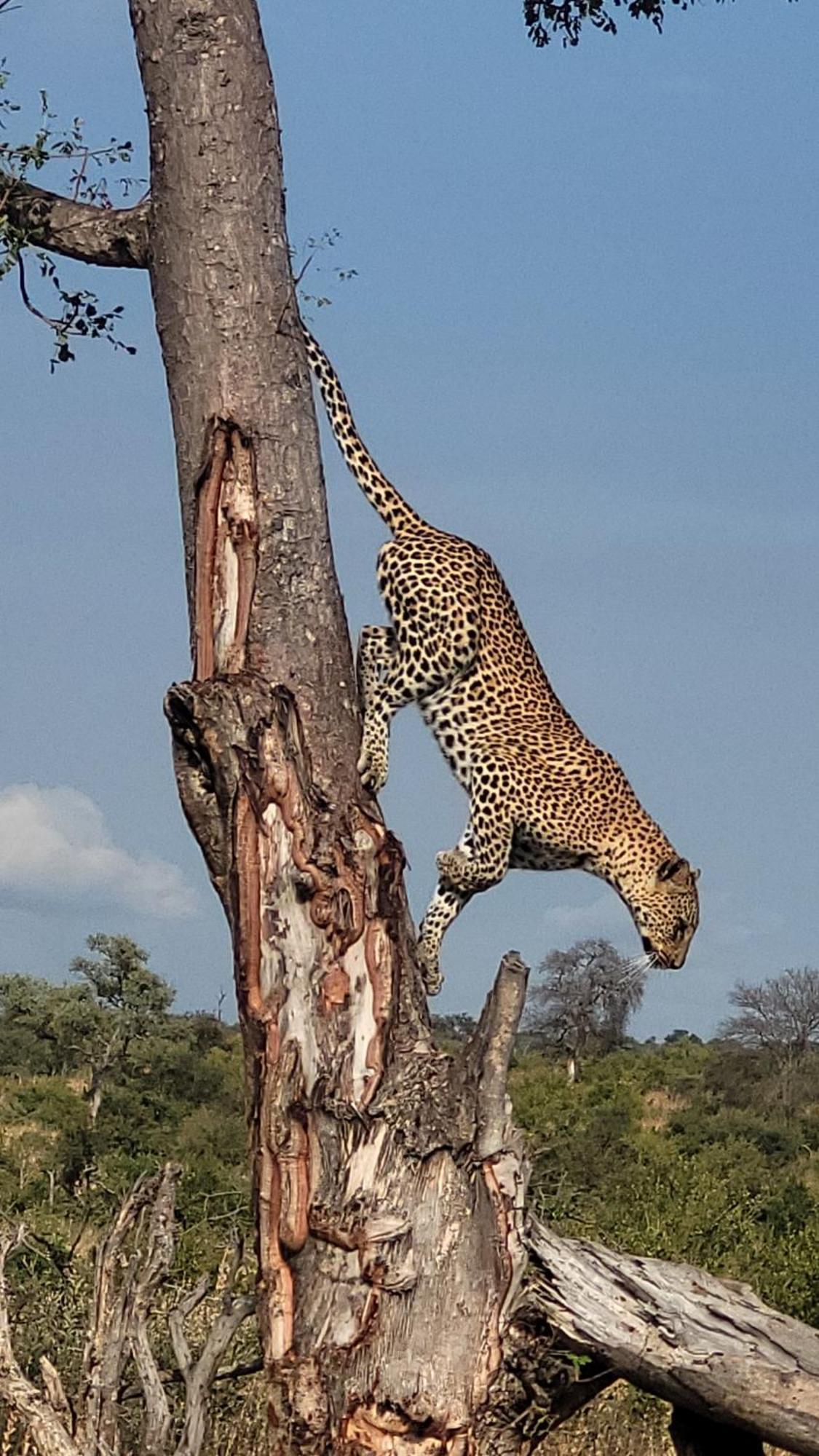 Naledi Bushlodge Balule Game Reserve Esterno foto