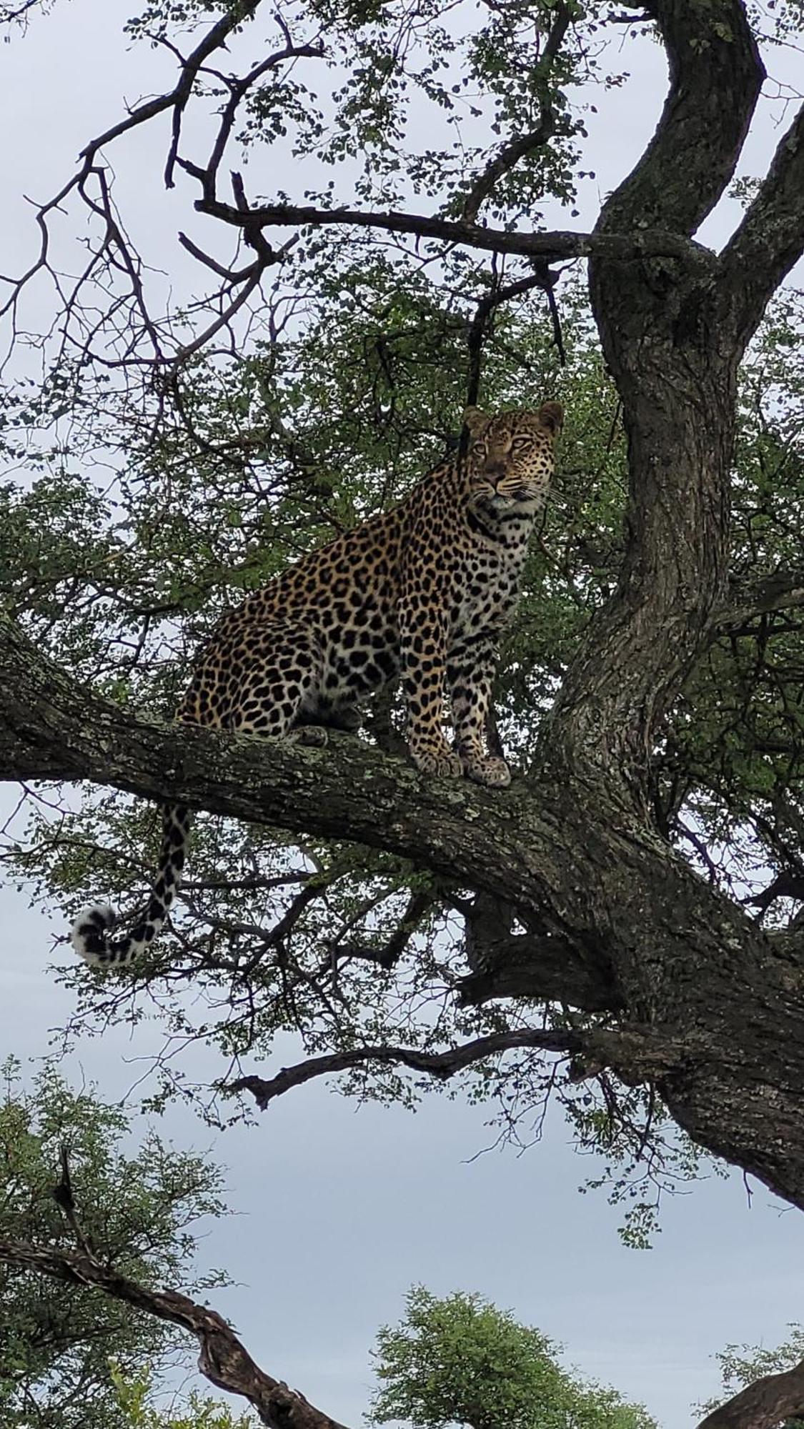 Naledi Bushlodge Balule Game Reserve Esterno foto